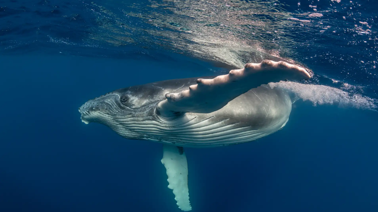 Mother humpback whale's vigil over stillborn calf documented for first time