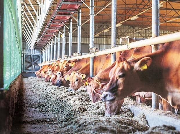 Uttar Pradesh unveils dairy policy emphasizing value addition over farming