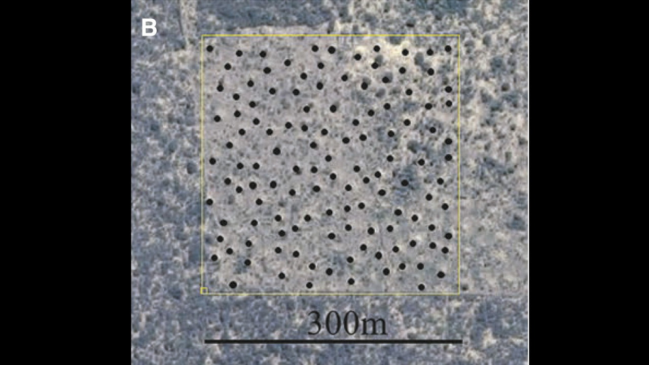 Brazil's 200 million termite mounds reveal 4,000 years of insect engineering