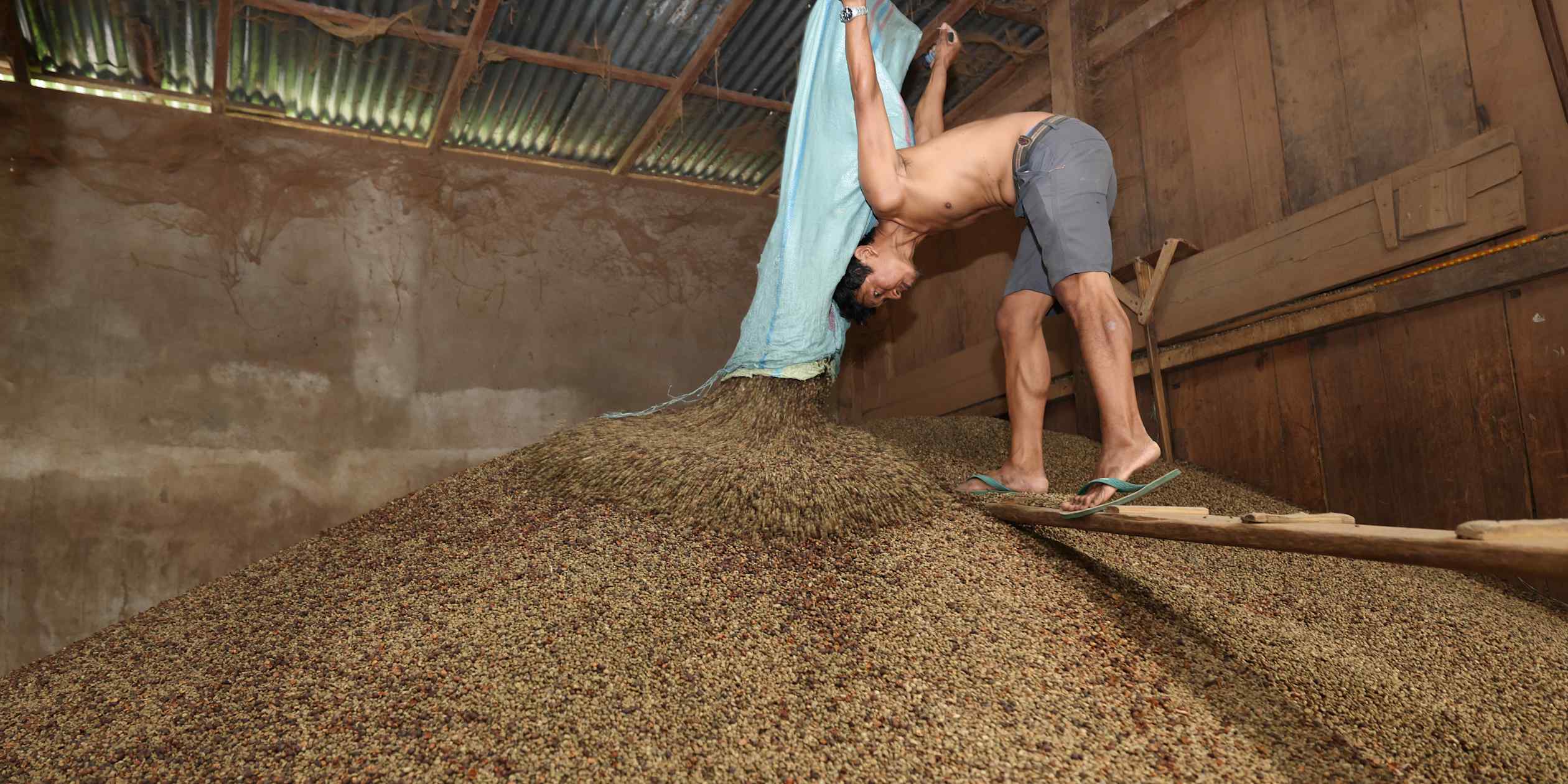 Climate shifts threaten Indonesia's vital coffee sector