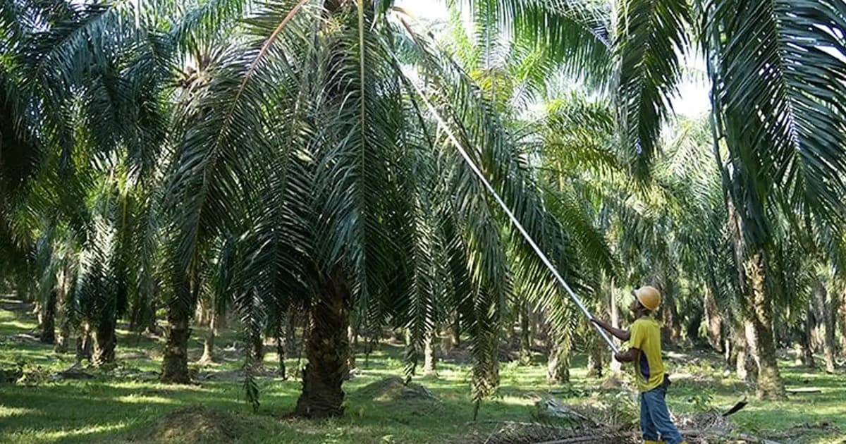 Harga Minyak Sawit Capai Paras Tertinggi Sejak 2024 Akibat Kekurangan Bekalan