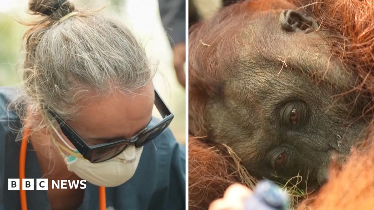 Borneo wildfires threaten orangutan populations across Indonesian rainforests