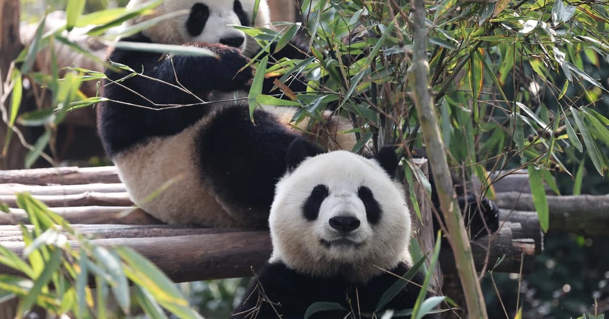 China hantar dua panda gergasi ke zoo Atlanta untuk sepuluh tahun