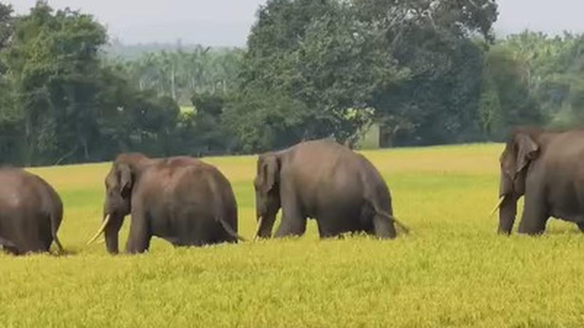 Wild elephant herds roam Sagar taluk in Karnataka's Shivamogga district