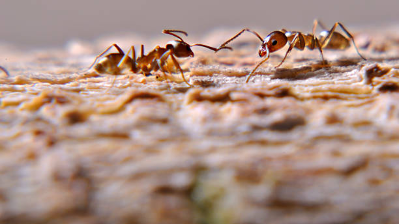 Argentine ant supercolonies locked in deadly territorial war