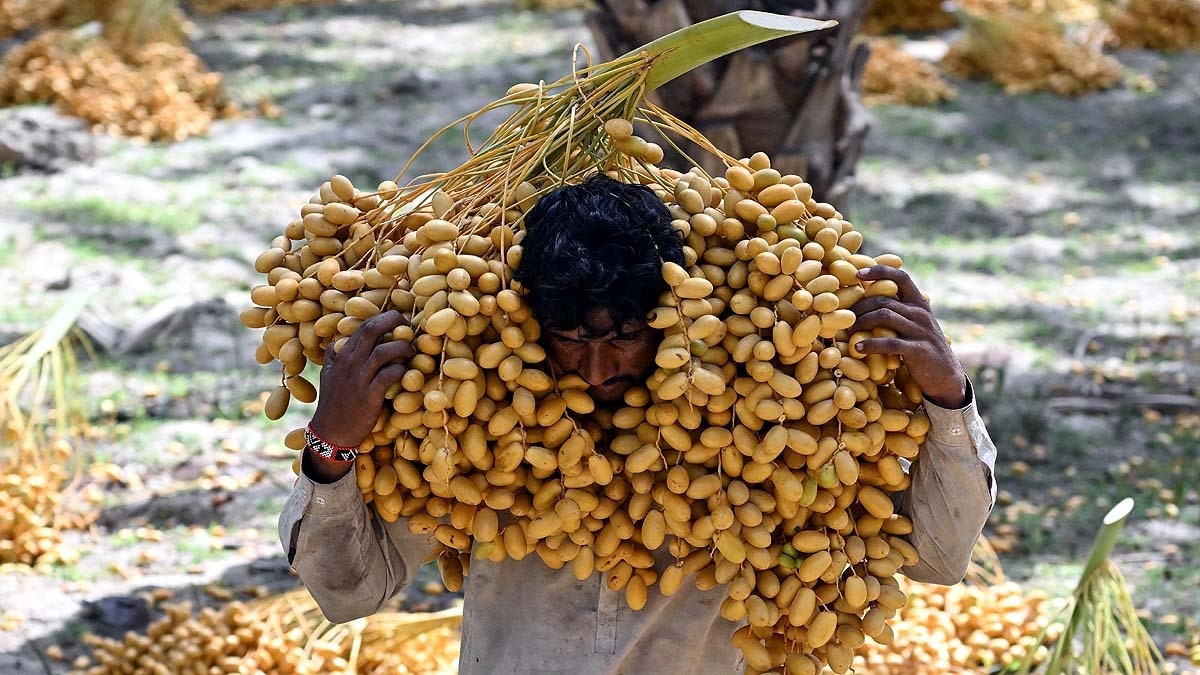 पाकिस्तान में अल-नीनो प्रभाव: खजूर की खेती पर मौसम का संकट