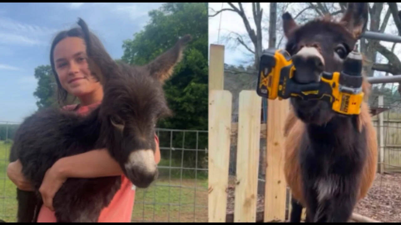 US Police Officer Kills Miniature Donkey, Cites Self-Defence