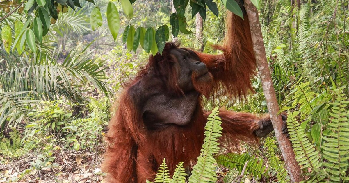 Indonesia investigates wildlife crimes in burnt palm oil zones