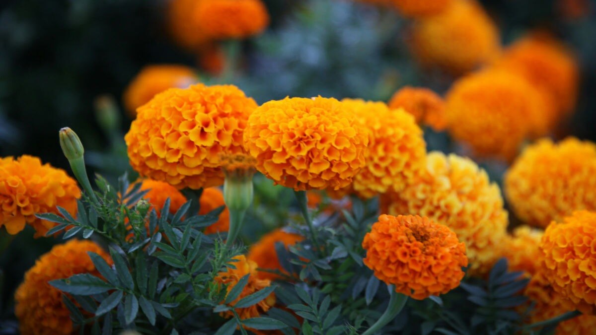 Floriculture emerges as high-margin alternative for Indian farmers