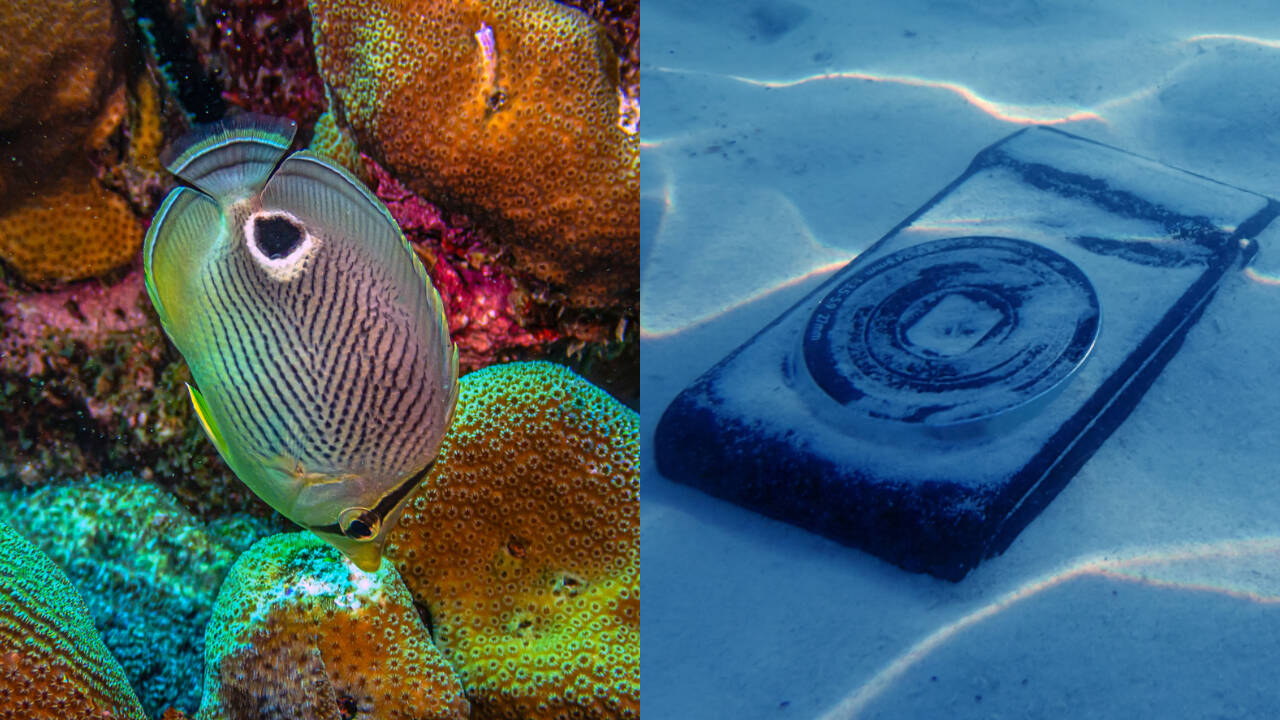 Reef sounds guide coral larvae to settle on treated surfaces