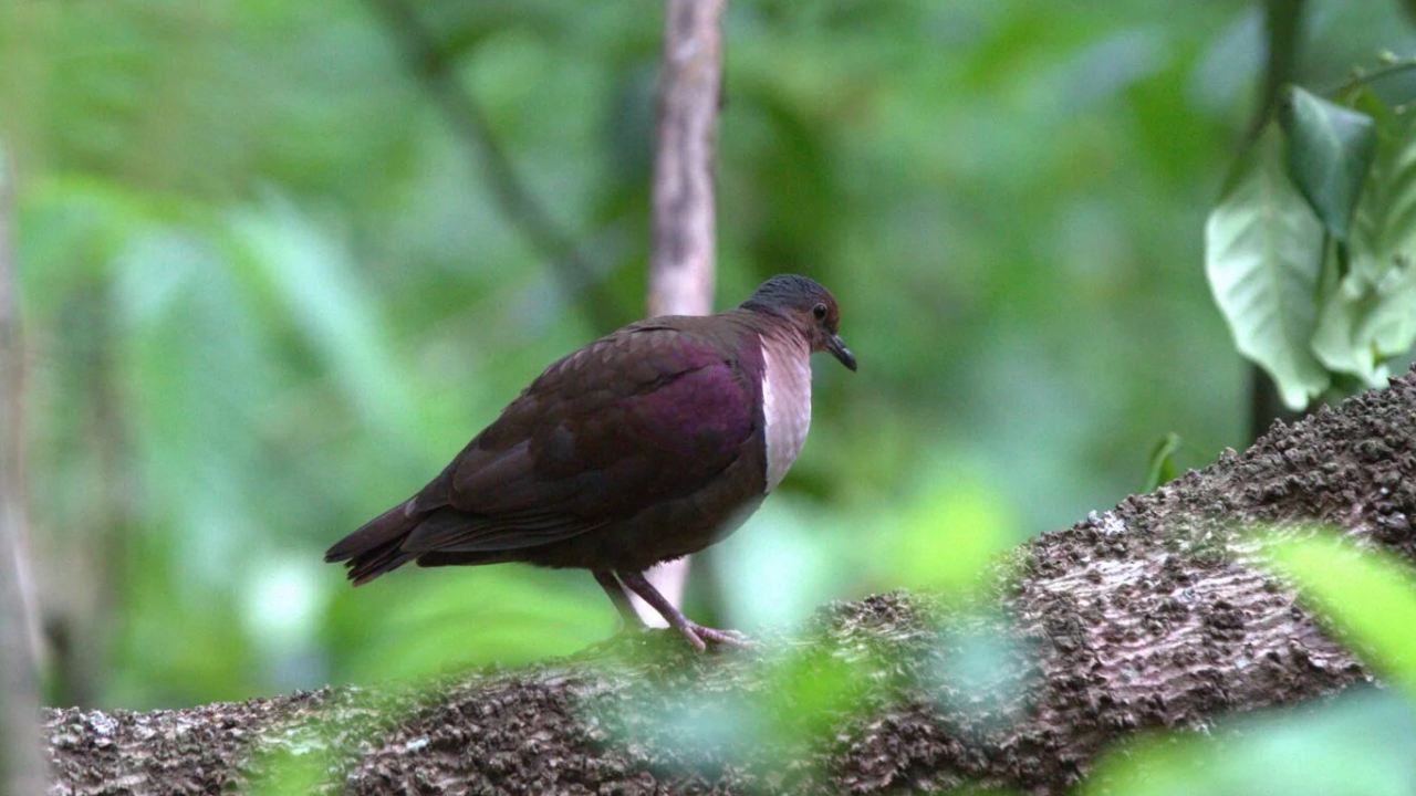 Nu'utele Island thrives as invasive species removal restores native ecosystems