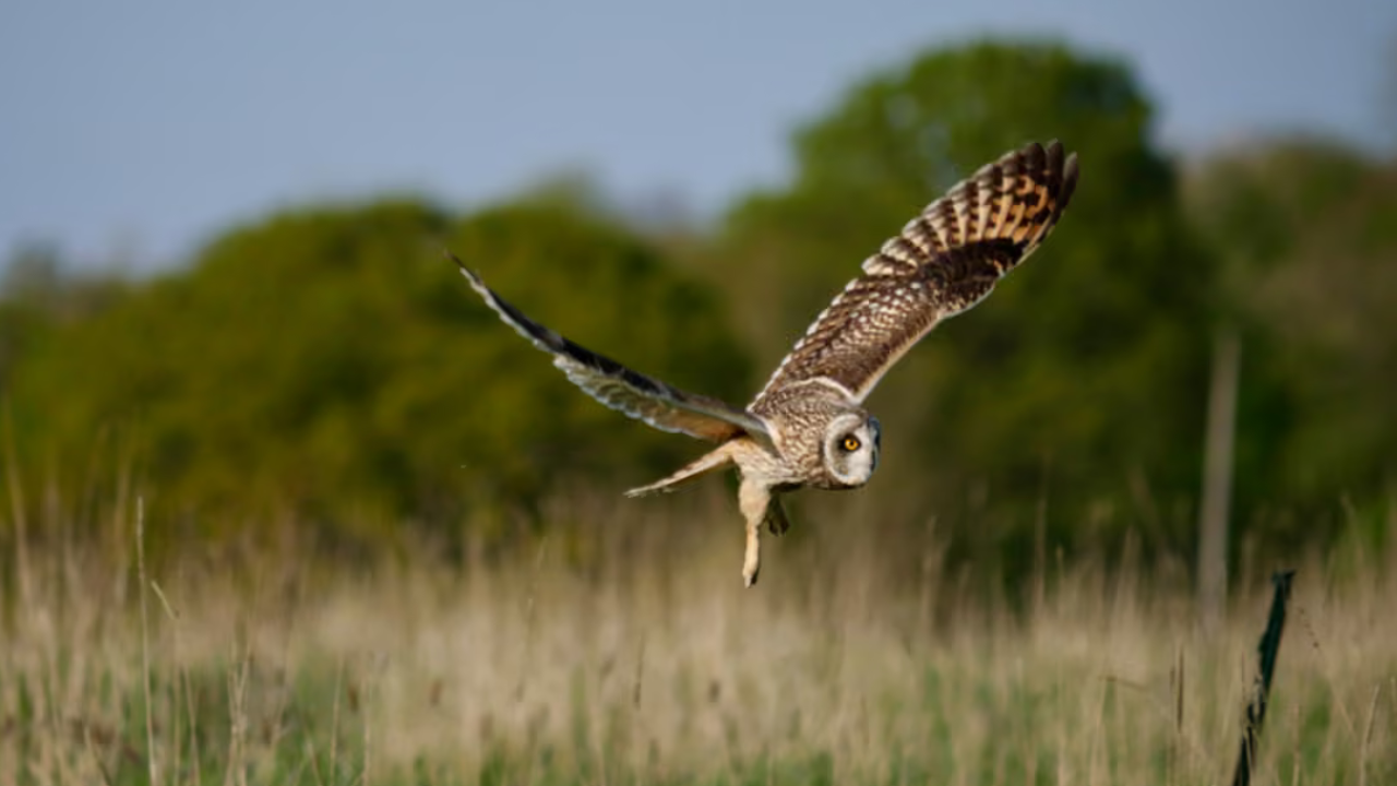 UK dairy farm's wildlife revival shows nature's resilience without human intervention