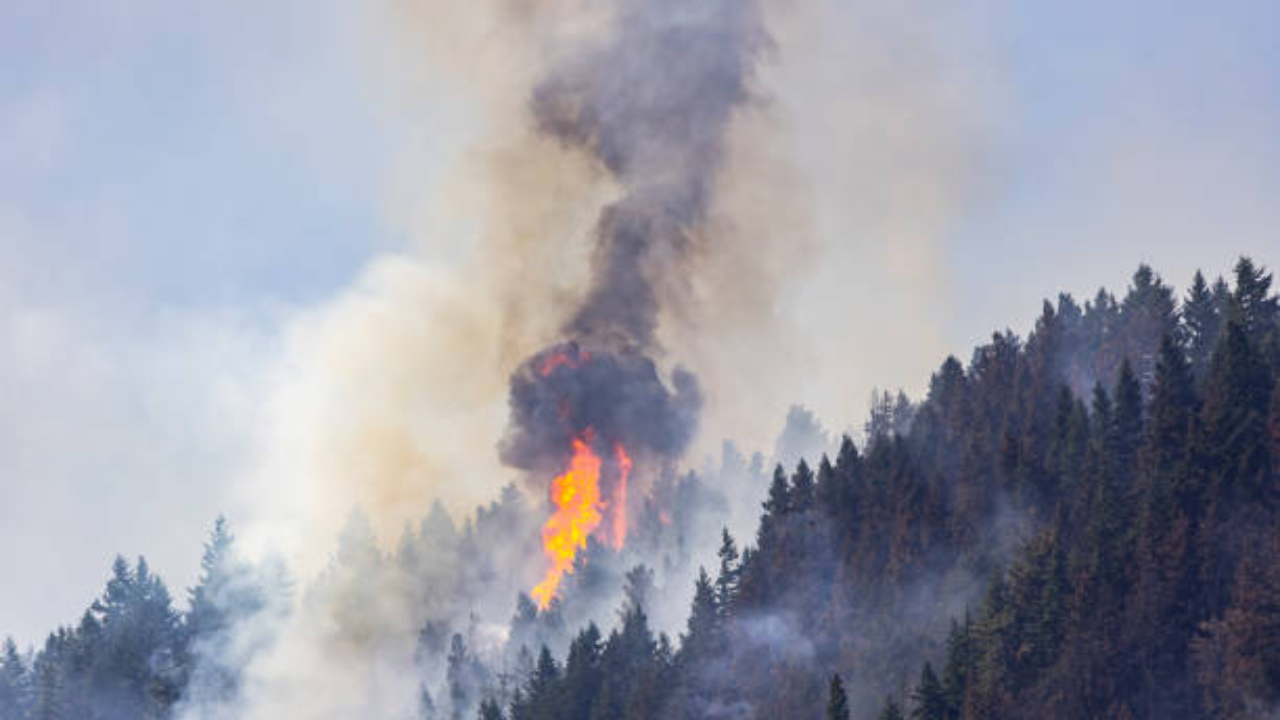 Controlled Burns Become Wildfire Prevention Strategy in Fire-Prone Regions