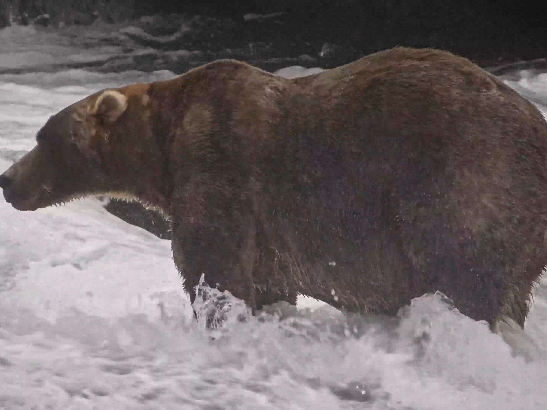 Alaska's largest brown bear crowned winner of annual Fat Bear Week