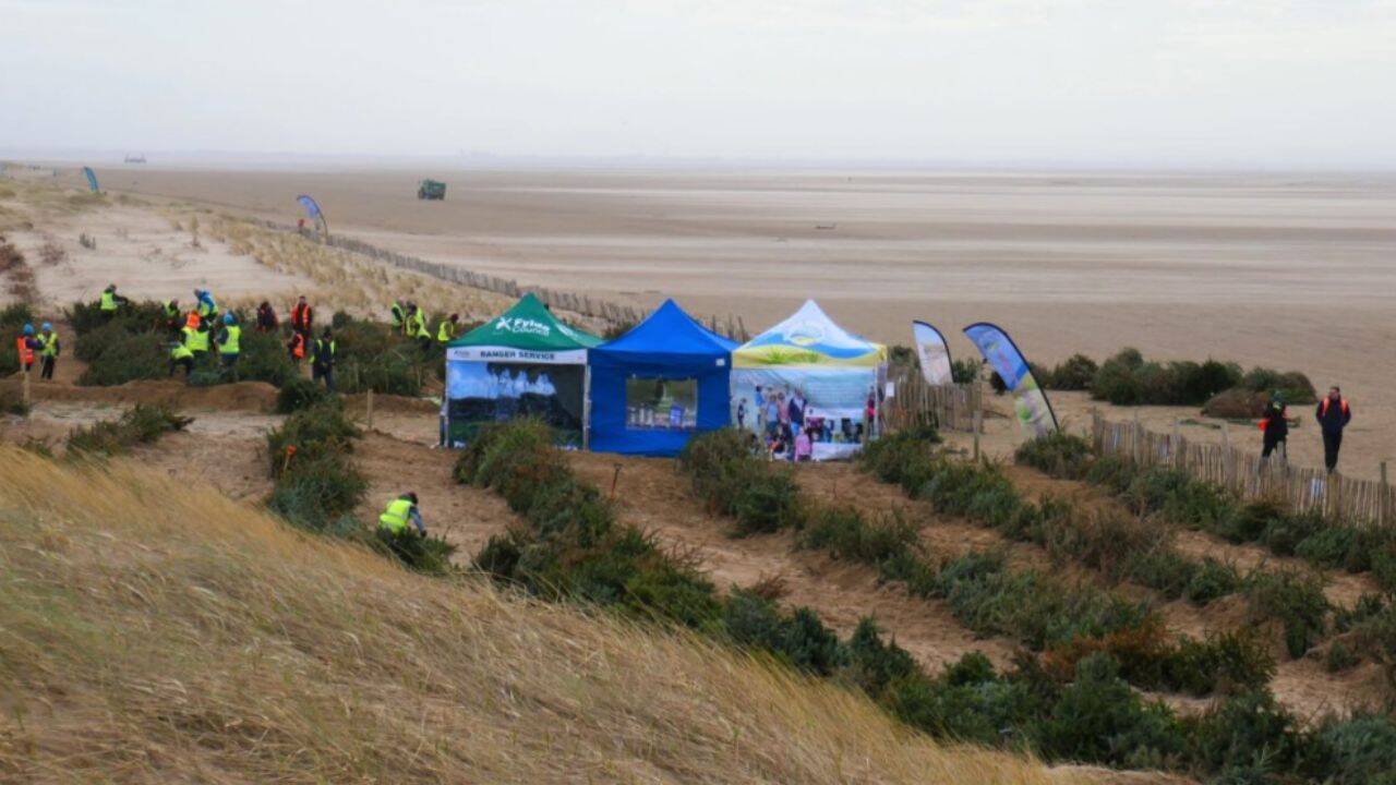 Recycled Christmas trees fortify UK beach against coastal erosion