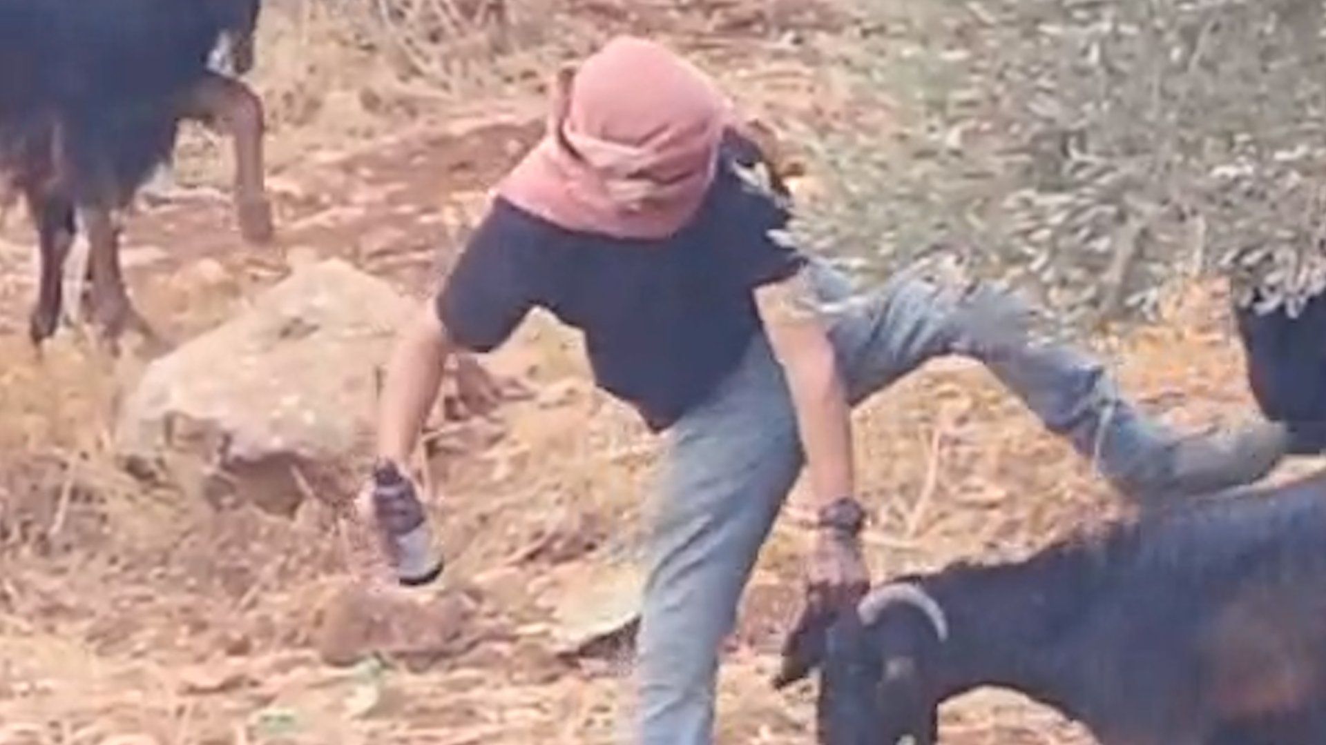 Settler caught on video abusing livestock in occupied West Bank village