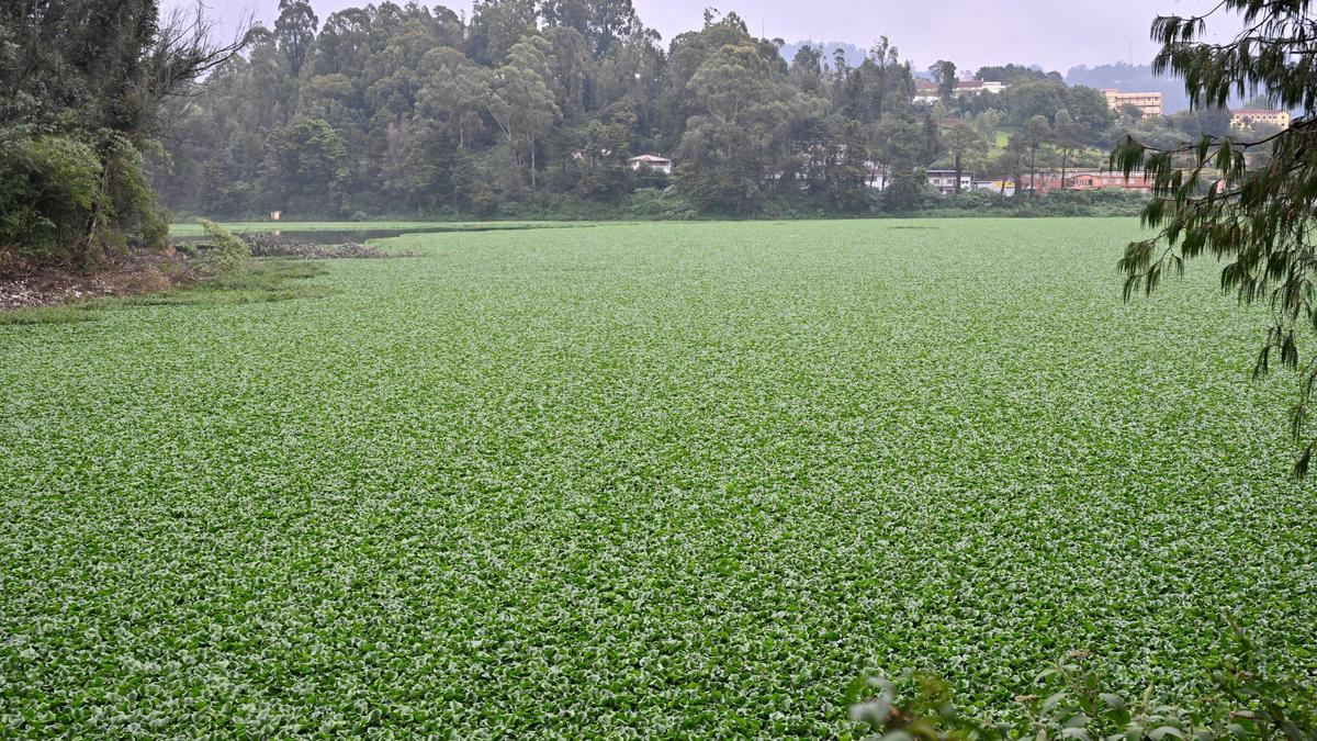 ऊटी झील में जलकुंभी का फिर से प्रकोप, पक्षी आबादी में भारी गिरावट