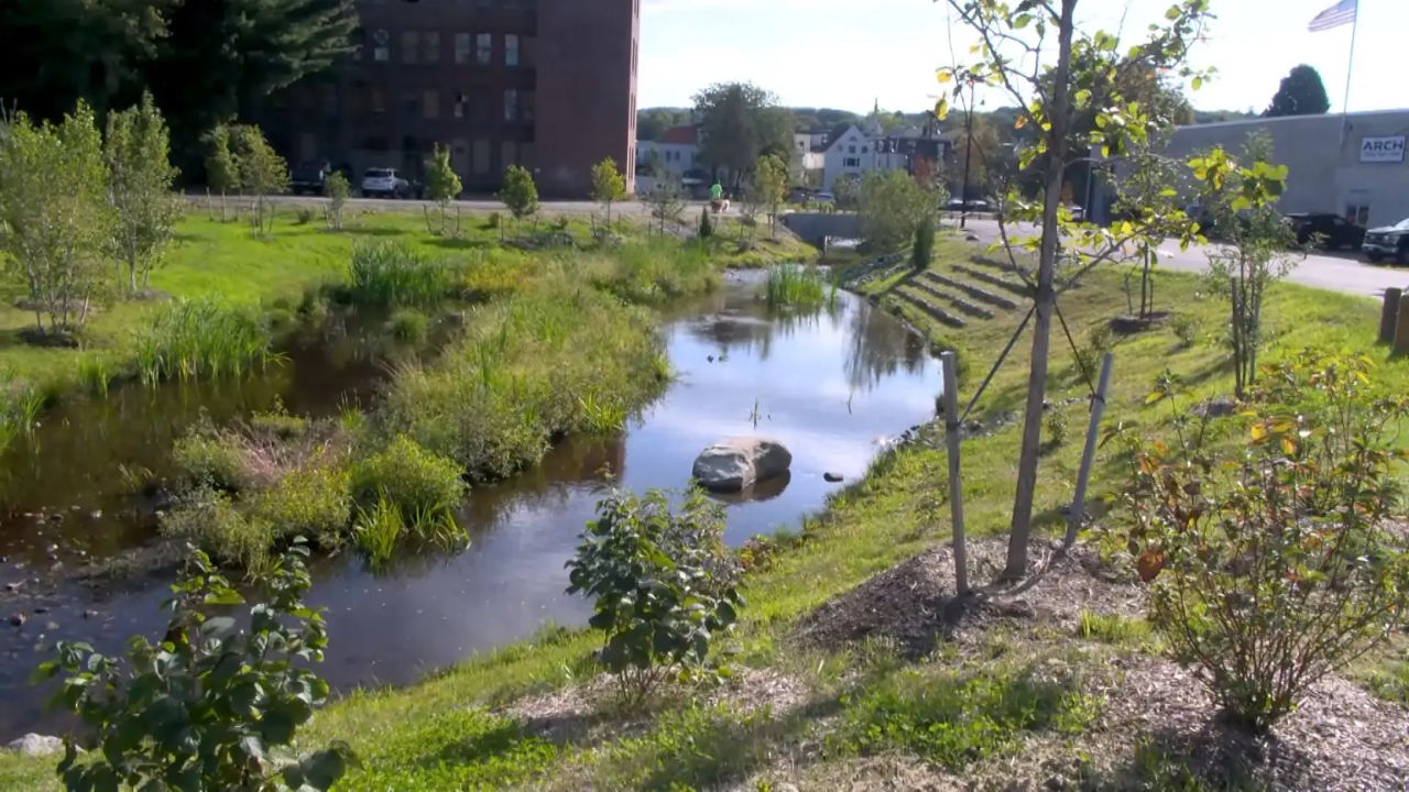 Massachusetts town restores buried stream, converts parking lot to wetlands