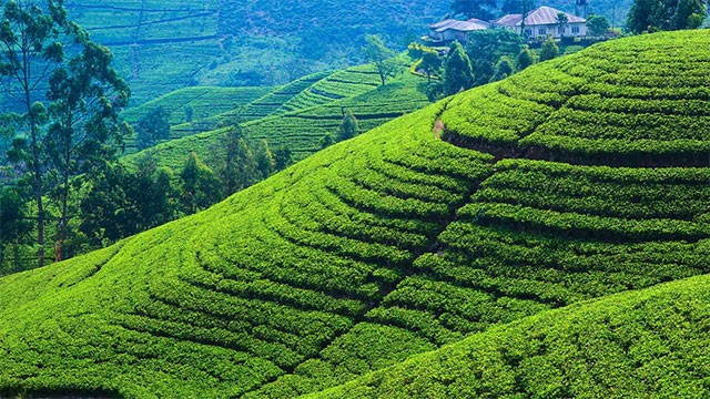 Sri Lanka to gazette 1,500 hectares as protected areas in Nuwara Eliya