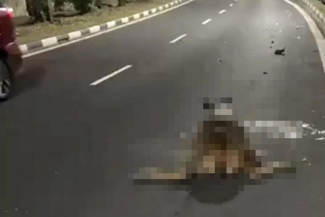 Rare sambar deer killed in collision on Singapore expressway
