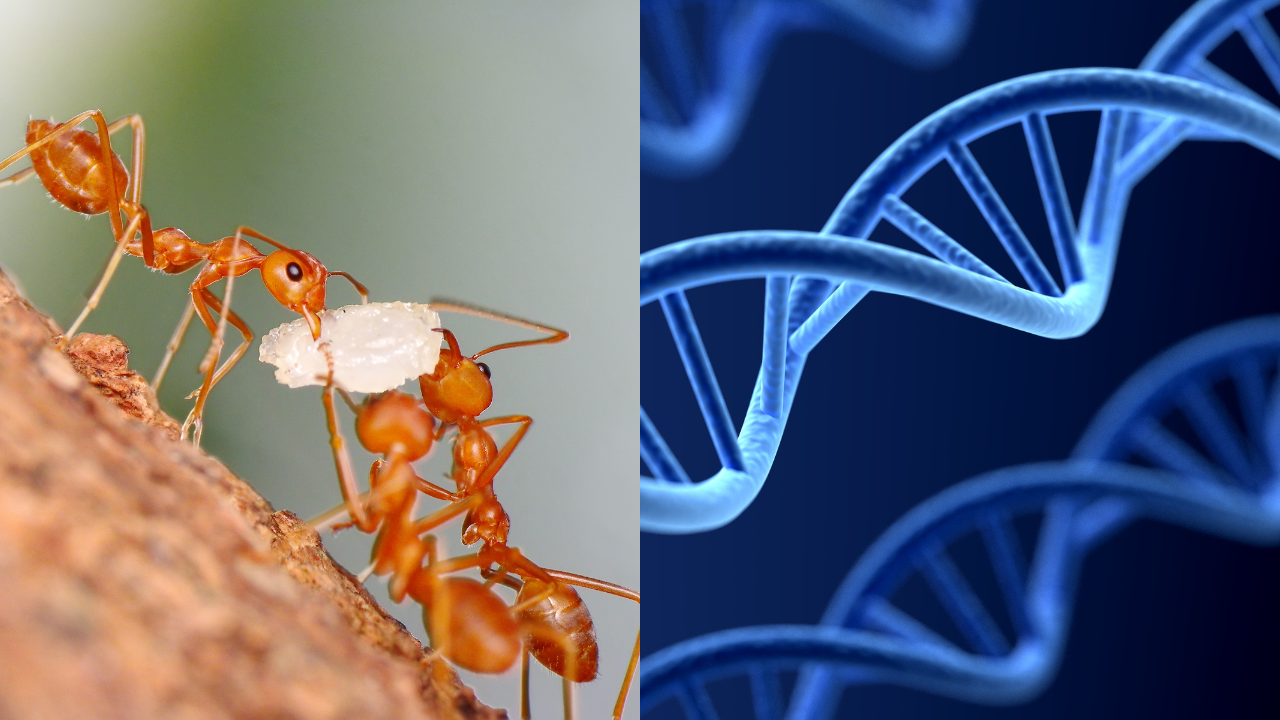 Asteroid that killed dinosaurs may have enabled ants' global dominance