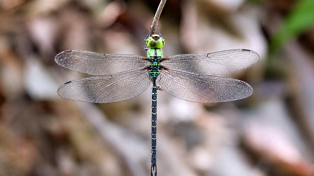 Rare dragonfly species discovered in Arunachal Pradesh, expands India's inventory