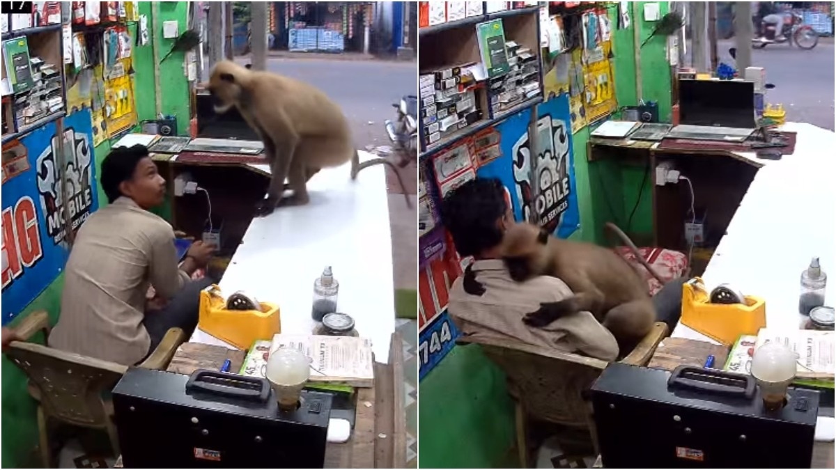 Langur's Unexpected Shop Visit Turns into Viral Moment