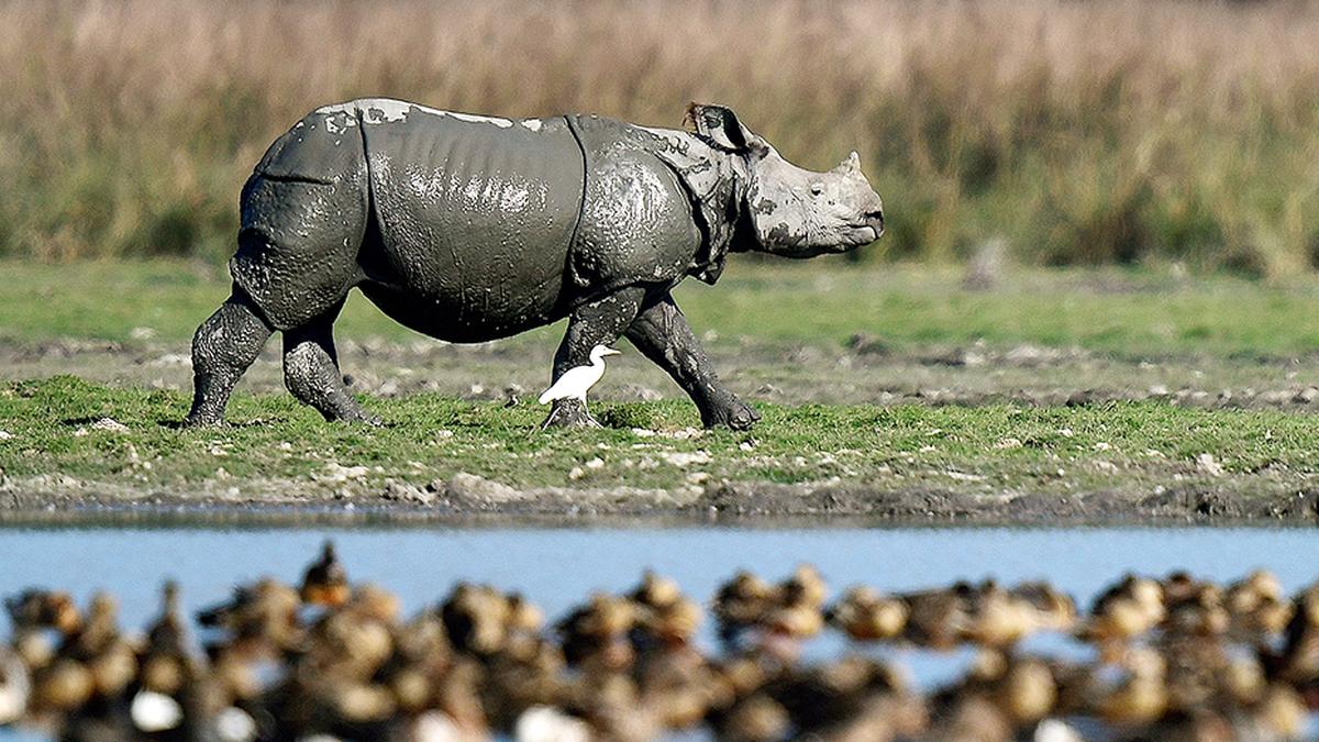 Assam home to over 3,260 one-horned rhinos, CM claims