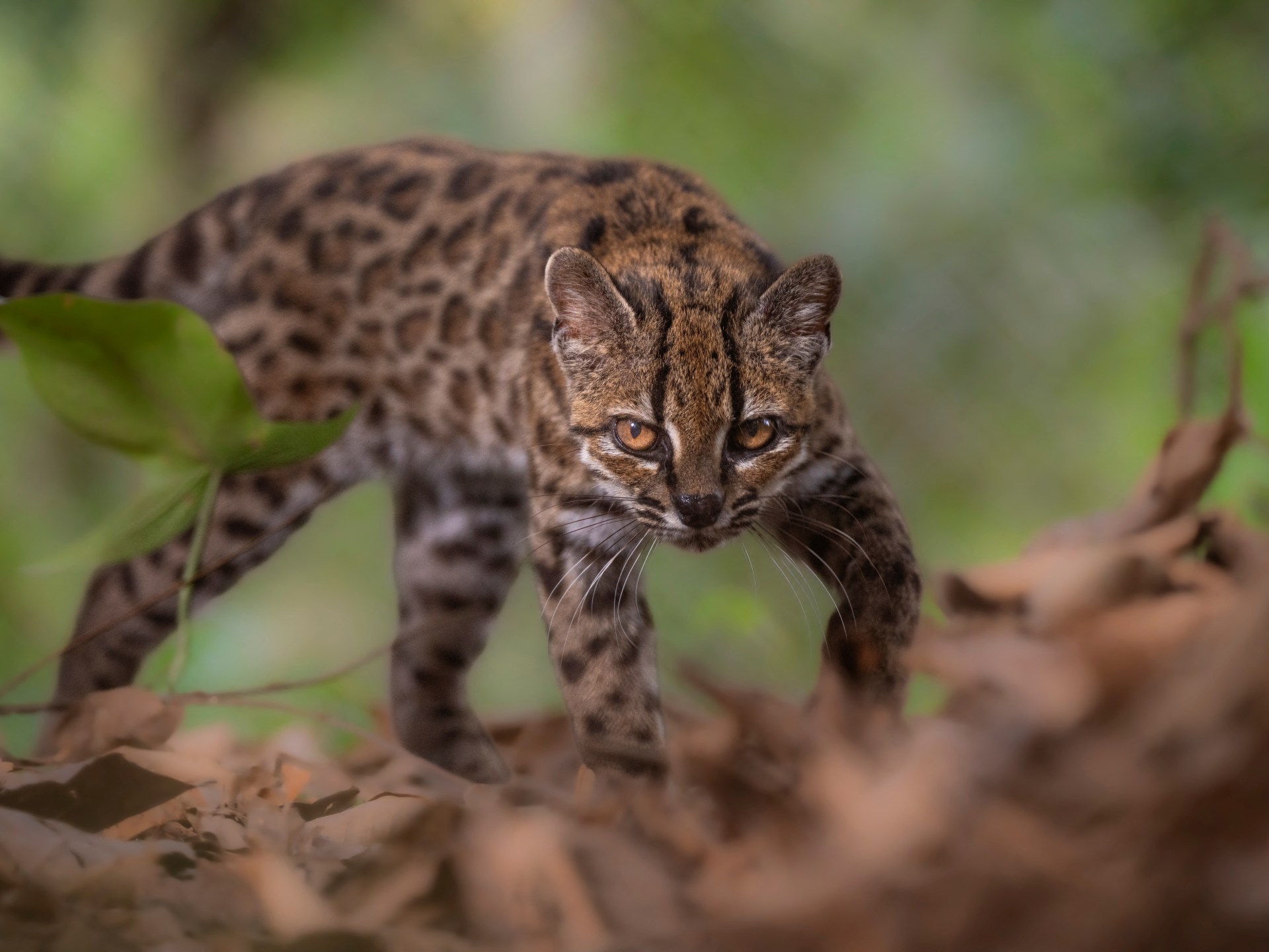 Scientists identify first new wild cat species in over 100 years