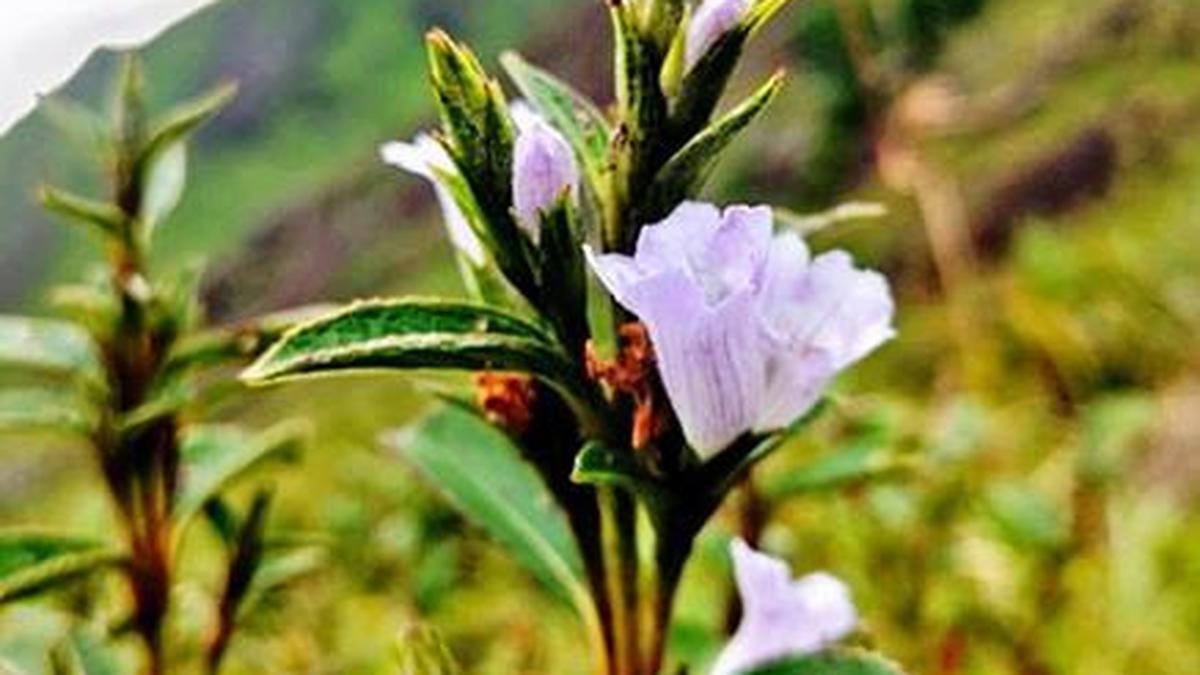 Centre seeks NGT order compelling states to plan Neelakurinji conservation
