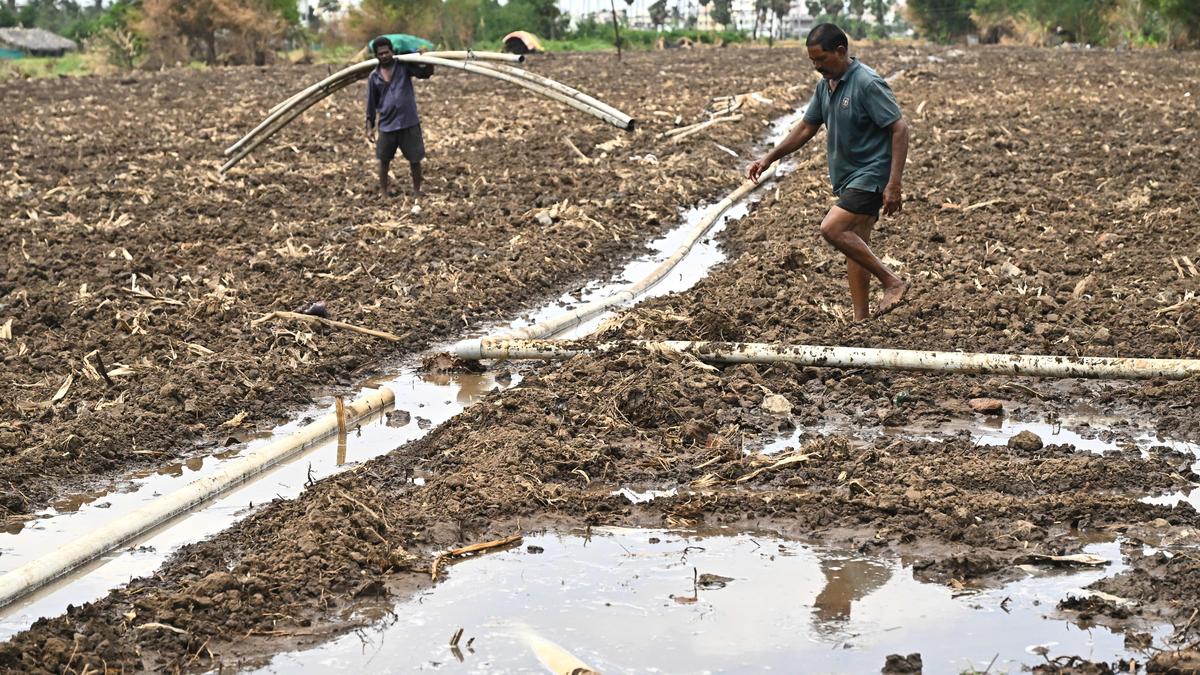 आंध्र प्रदेश के किसान जलवायु संकट और आर्थिक दबाव के बीच फंसे
