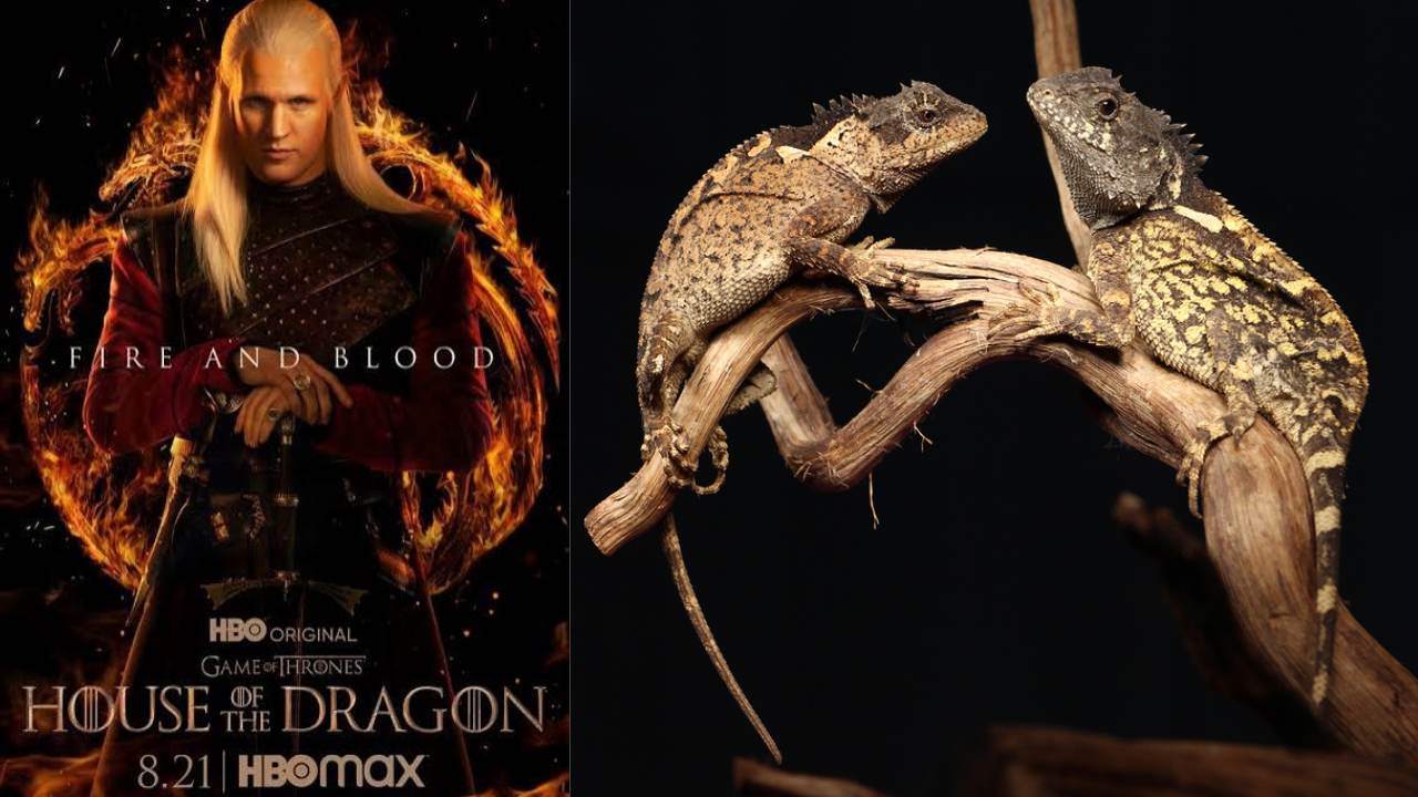 Thai researchers discover new dragon species, name it after Game of Thrones