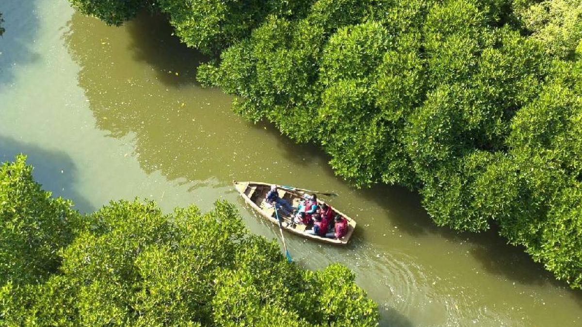 India's highway authority restores mangrove wetlands in Tamil Nadu