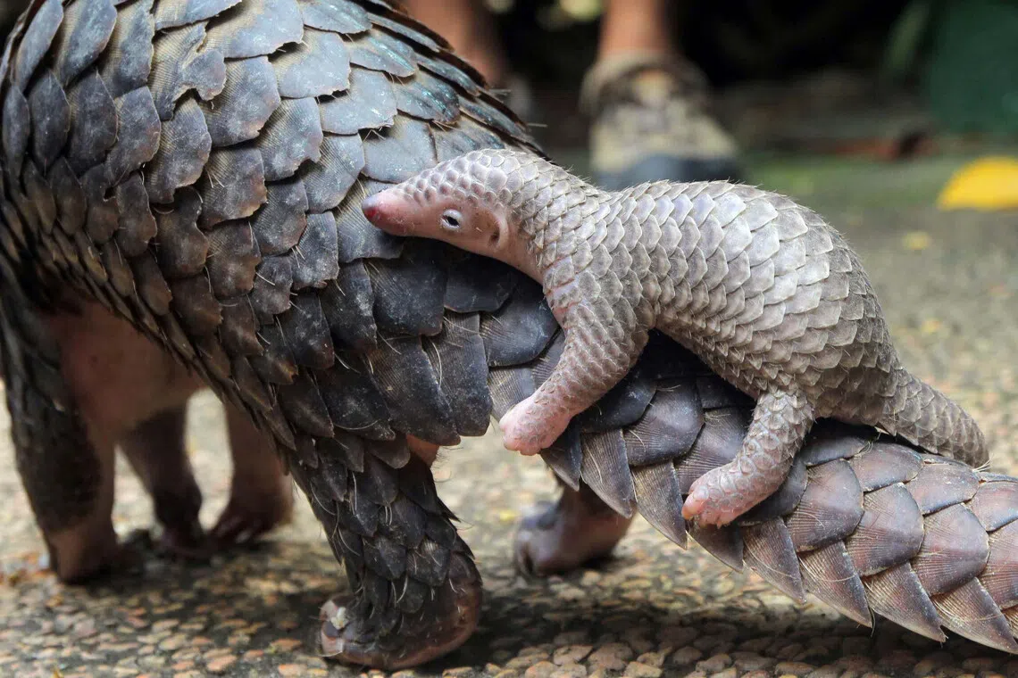Indonesia jails three men for pangolin scale trafficking scheme