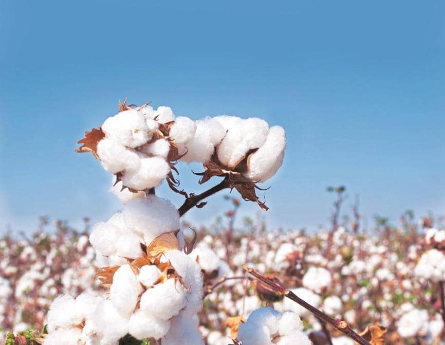 India extends cotton import duty exemption through end-2026