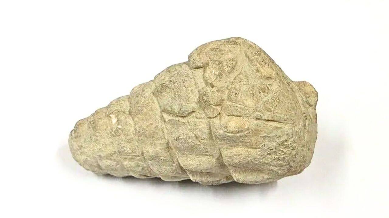 Ancient Gastropod Fossil Rewrites Timeline of Turkish Settlement