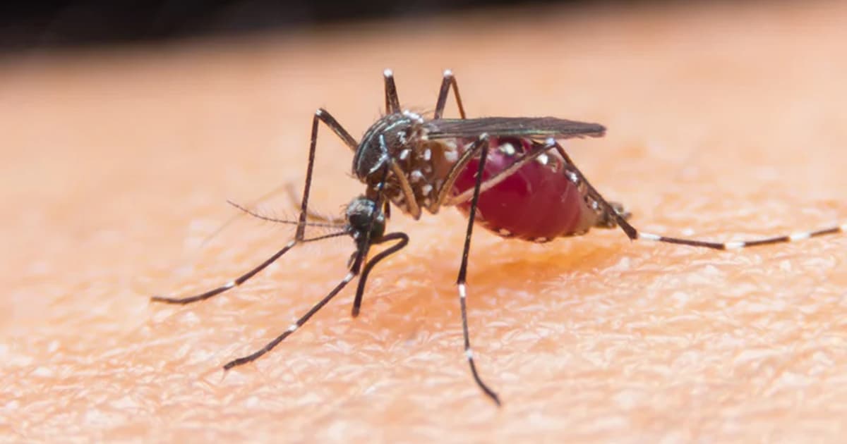Dua pekerja lapangan terbang Jerman mati akibat malaria dari nyamuk di pesawat