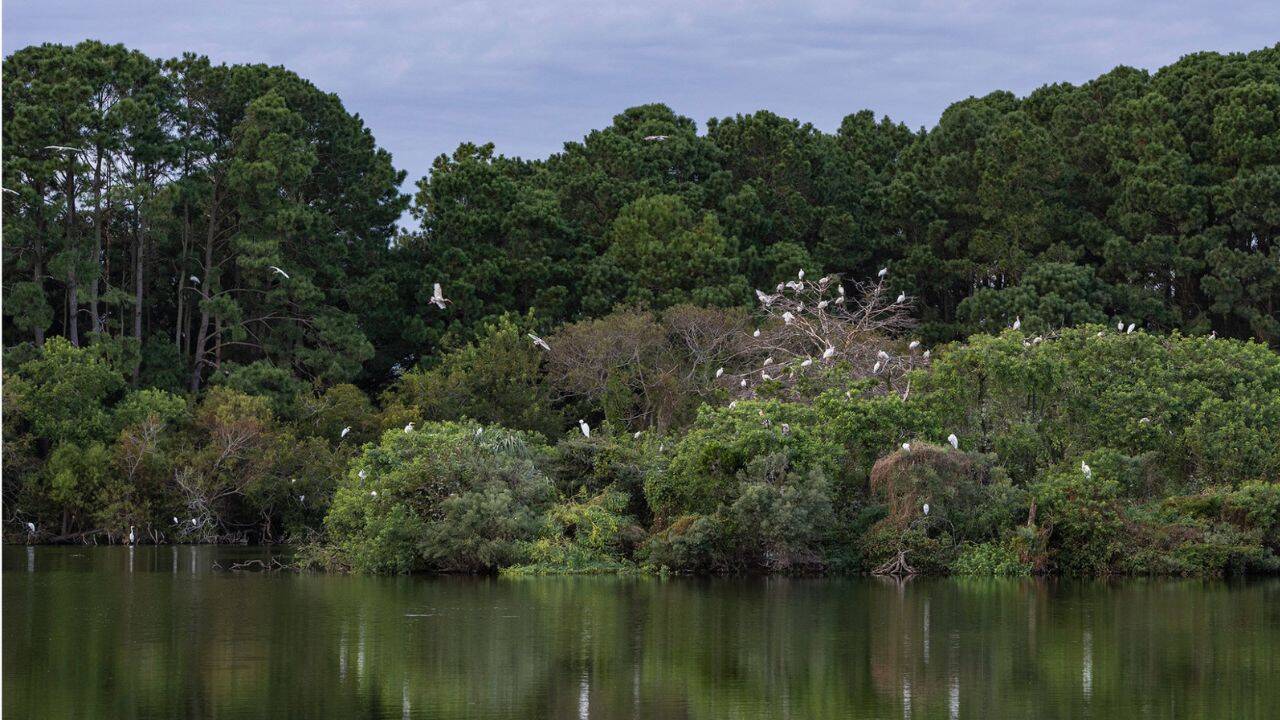 Charleston Museum invests $15M to safeguard Dill Sanctuary from development