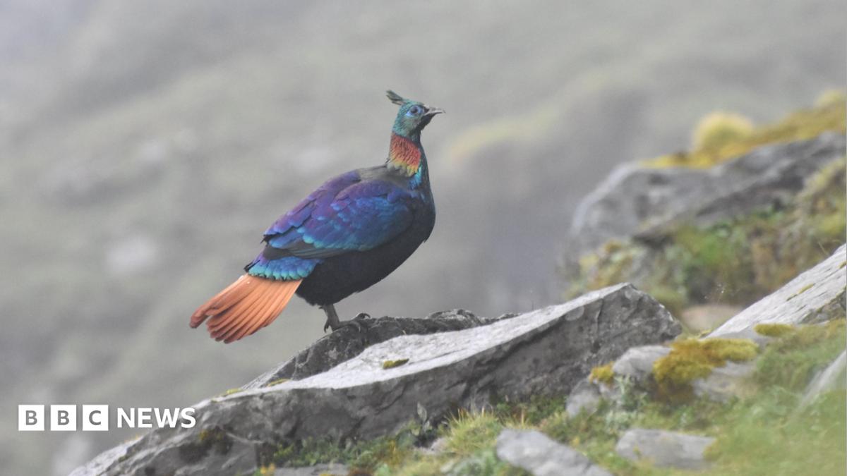 Himalayan Monal Bird Alters Calls Amid Rising Human Activity