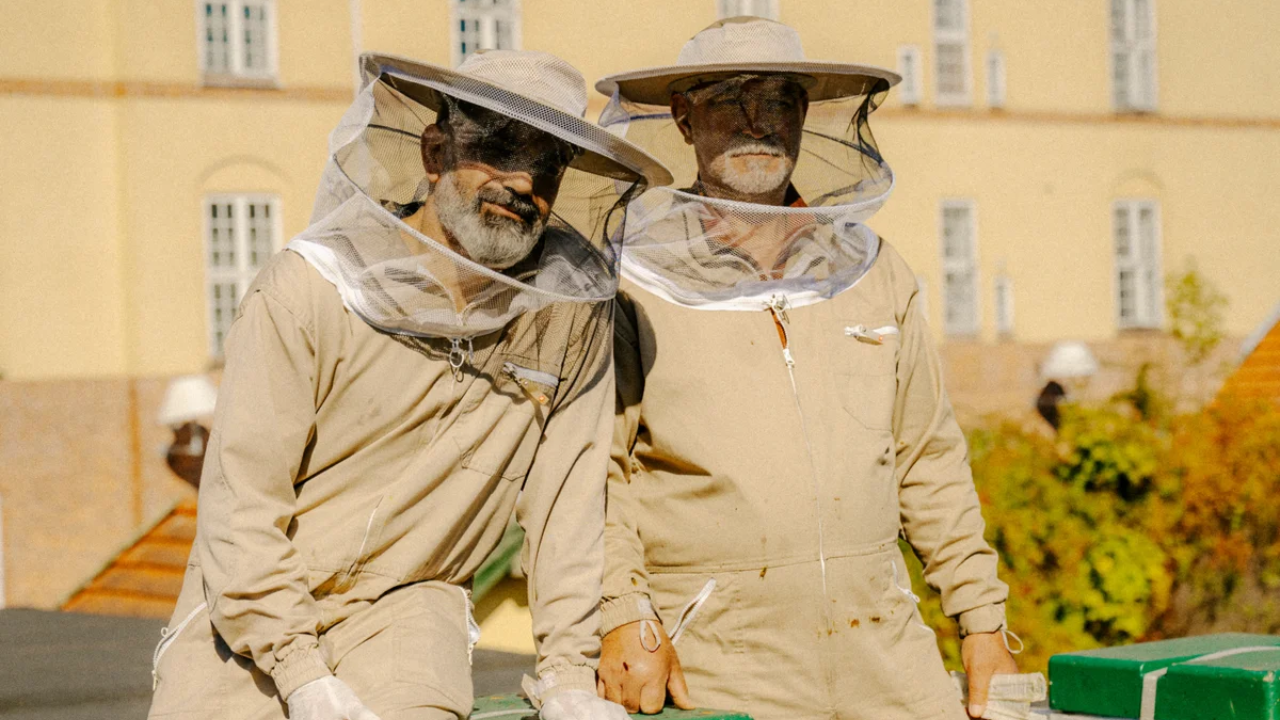 Copenhagen's ByBi transforms urban beekeeping into social enterprise model