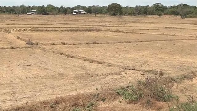 Drought Linked to El Niño Destroys Thousands of Acres of Crops