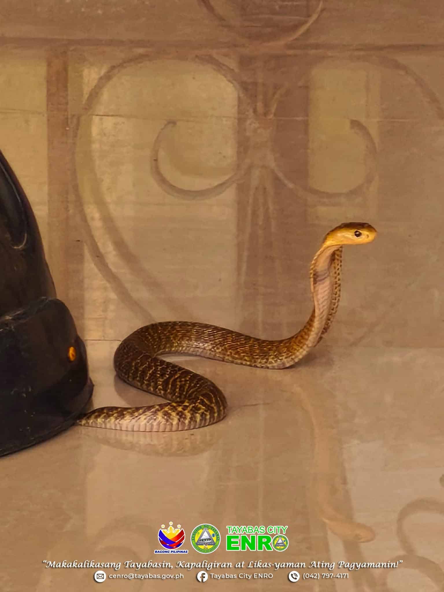 Venomous cobra safely removed from Quezon school premises