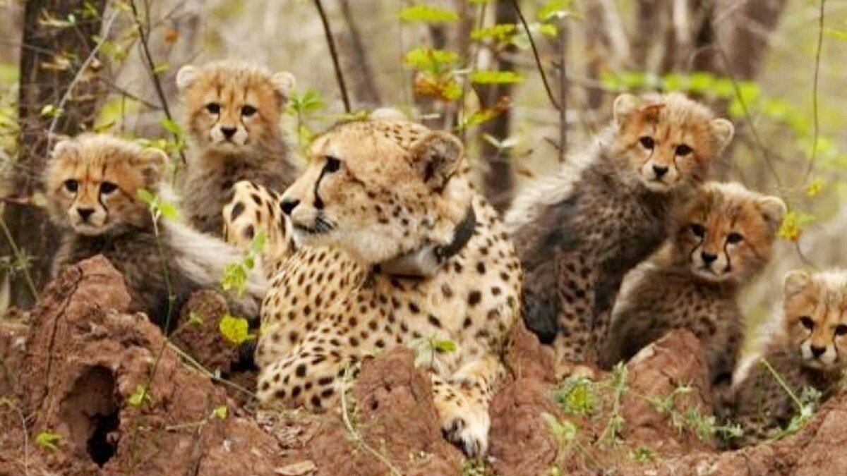 India's cheetah population surges to 52 as Project Cheetah marks four years