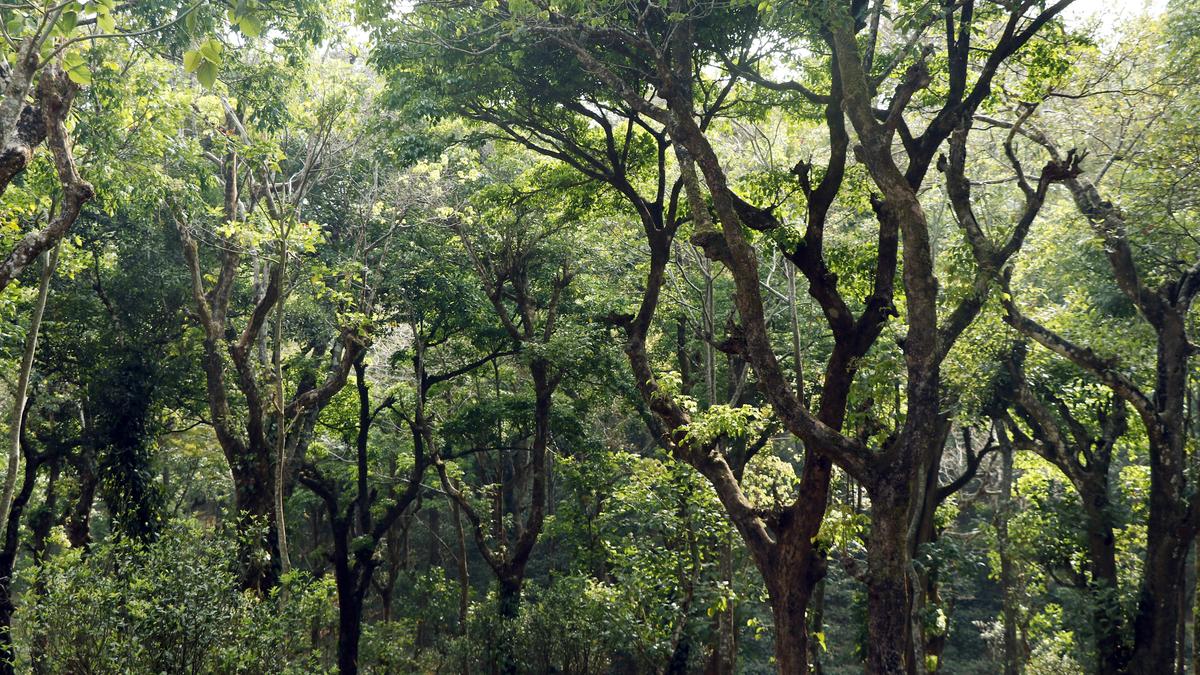 वनाधिकार समूह ने ग्राम सभा सहमति पर सरकार की नीति को वापस लेने की मांग की