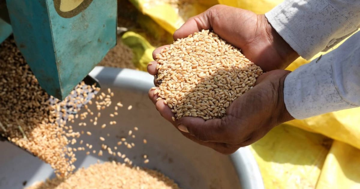 India ends four-year wheat export moratorium as stocks surge