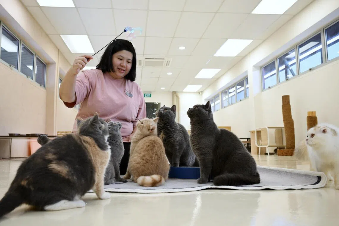 Singapore denies lease renewal for eight pet businesses over welfare shortfalls