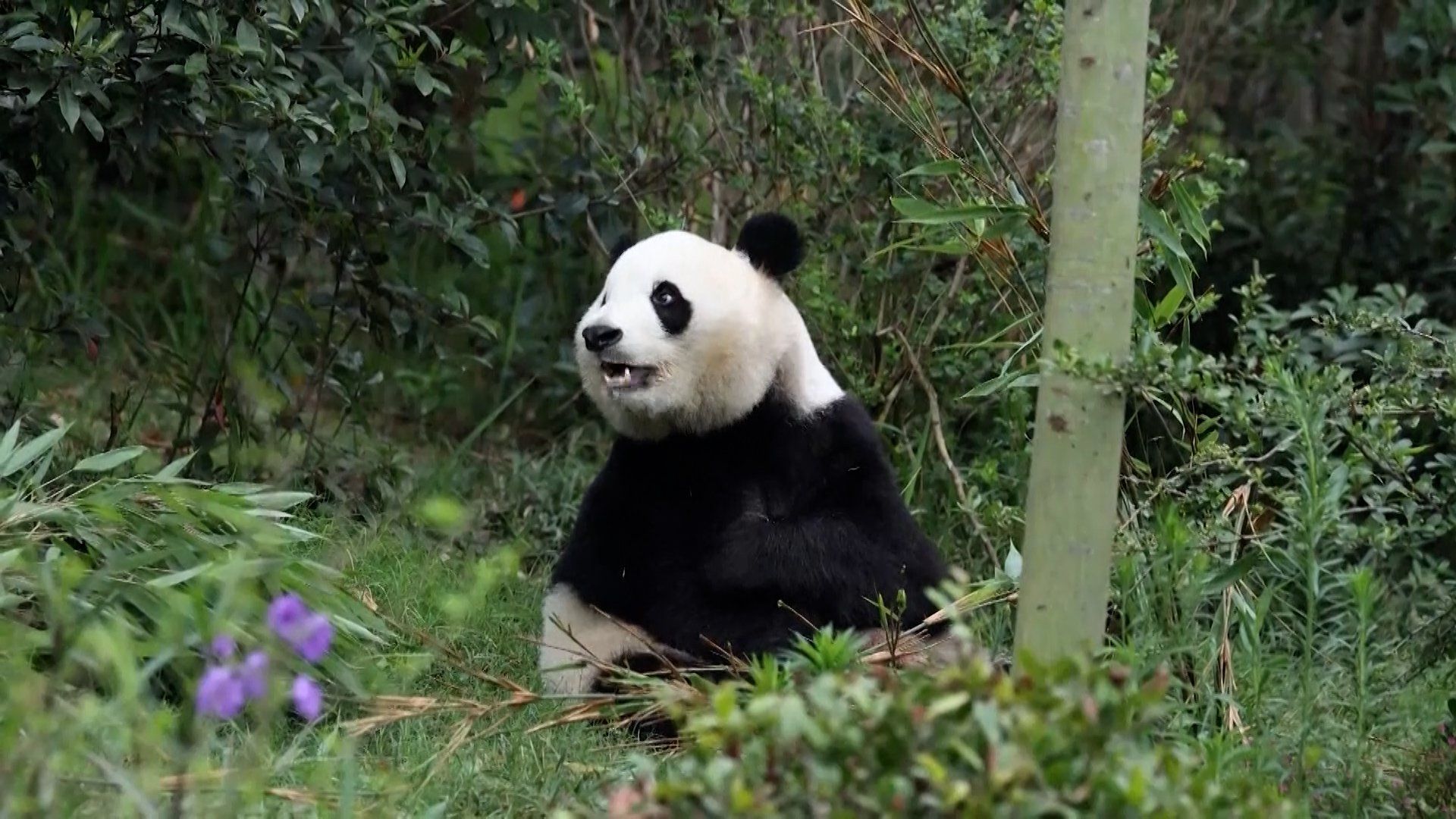 China sends giant pandas to United States in symbolic diplomatic gesture