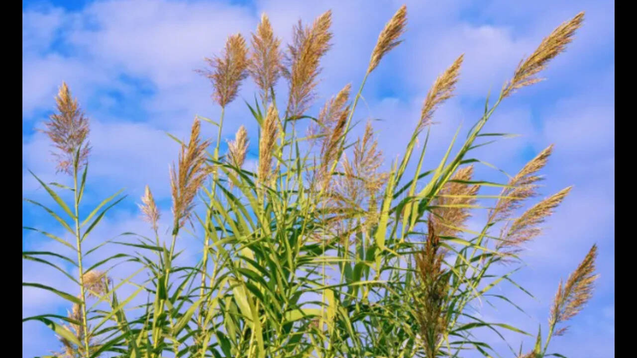 Asian invasive plant threatens California ecosystems, exacerbates wildfire risk