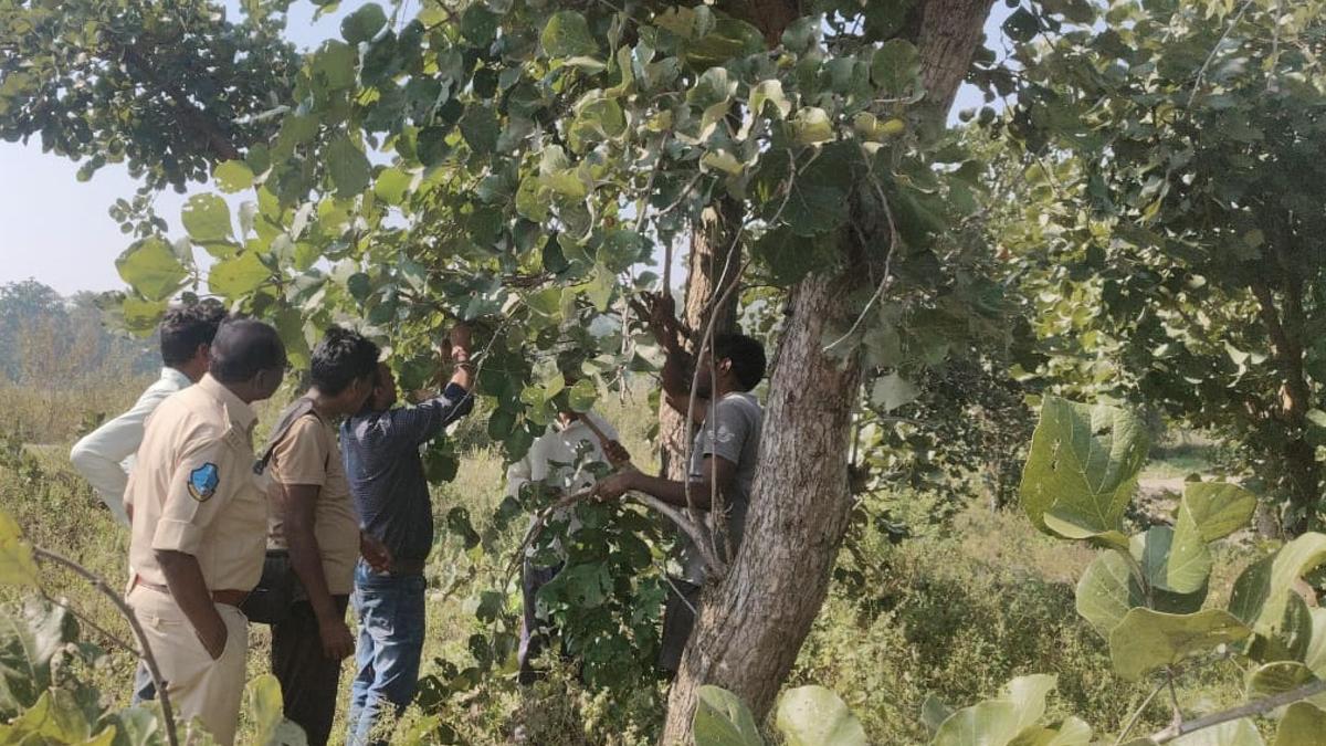 Adilabad tribals tap forest resources for sustainable income generation