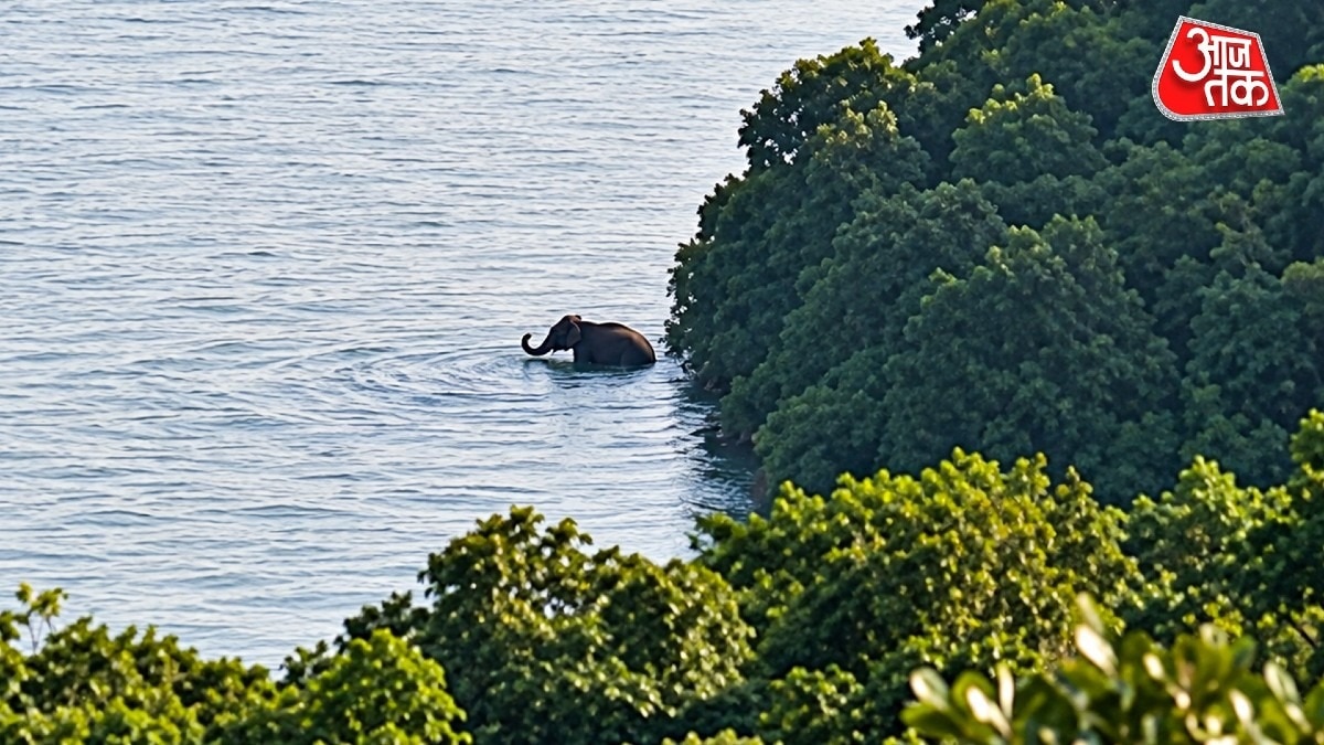 Rogue elephant swims 5km across dam, eludes 150 personnel in MP